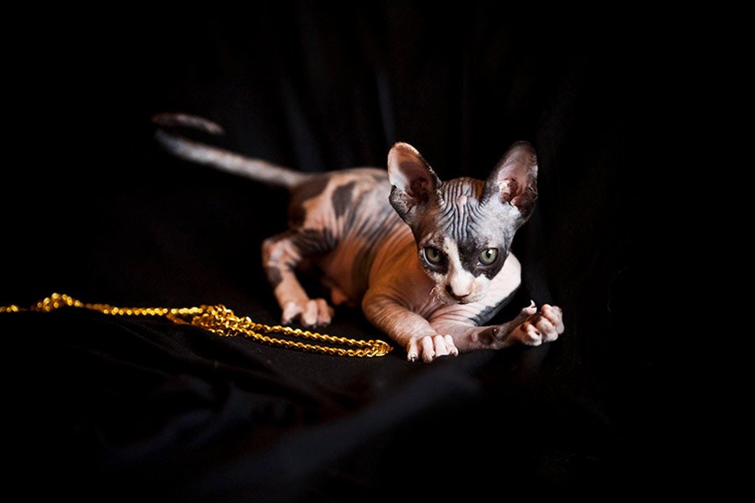 Sphynx Cat Postcard for Postcrossing Fine Art Naked Cats