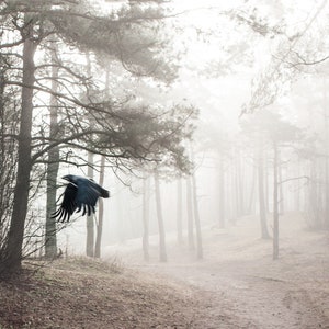 Cartes postales. Cartes postales Raven and Mist - Photographie d'art pour les fans de Postcrossing