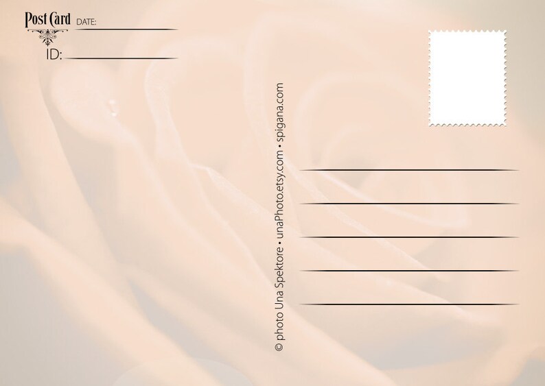 Red rose postcard Fine Art Photograph postcard for Postcrossing lovers