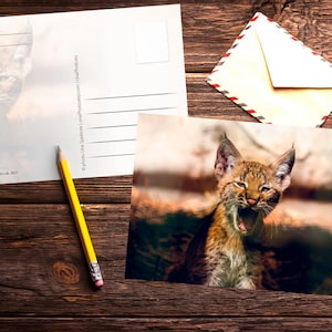 Postal. Foto de un cachorro de lince euroasiático para fans de Postcrossing. Foto artística de un gato salvaje.