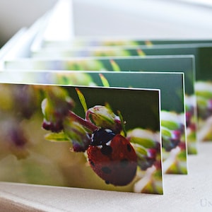 Tarjetas de felicitación de Ladybug. Tarjetas de agradecimiento o de buena suerte.