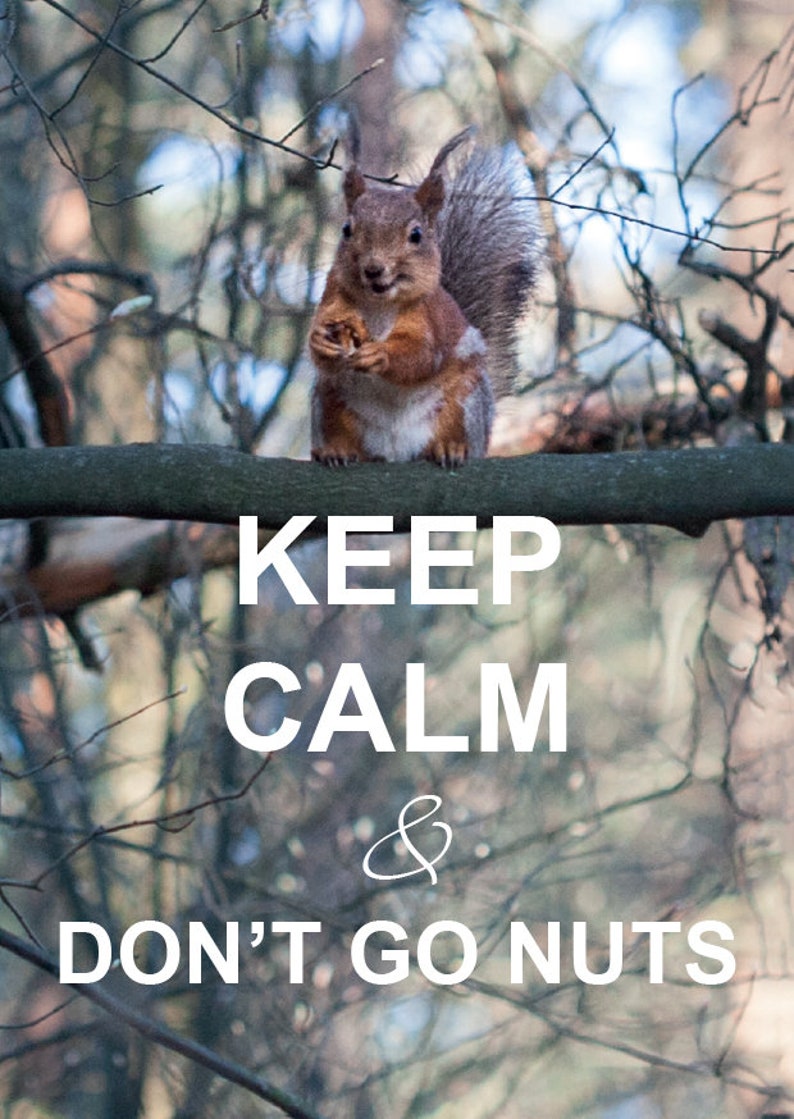 KEEP CALM and dont go nuts. Squirrel Postcard for Postcrossing Etsy