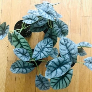 Alocasia Zilveren Draak