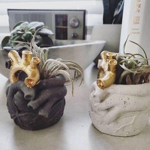 Anatomical heart