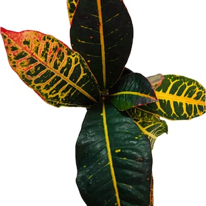 Croton petra / Codiaeum