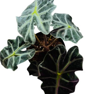 Alocasia Polly