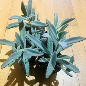 Kalanchoe tomentosa