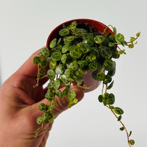 Peperomia tortoiseshell