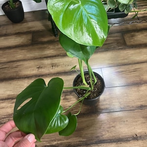 Monstera