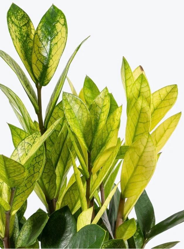 Variegated Zz Plants - Etsy Canada