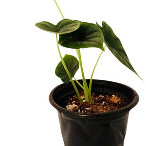 Alocasia Dragon scale