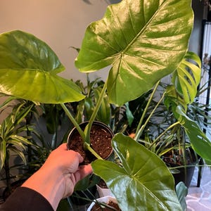 Alocasia Calidora