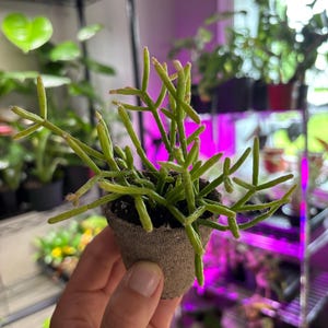 Coral Cactus / Rhipsalis Cereuscula