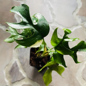 Raphidophora tetrasperma Variegata