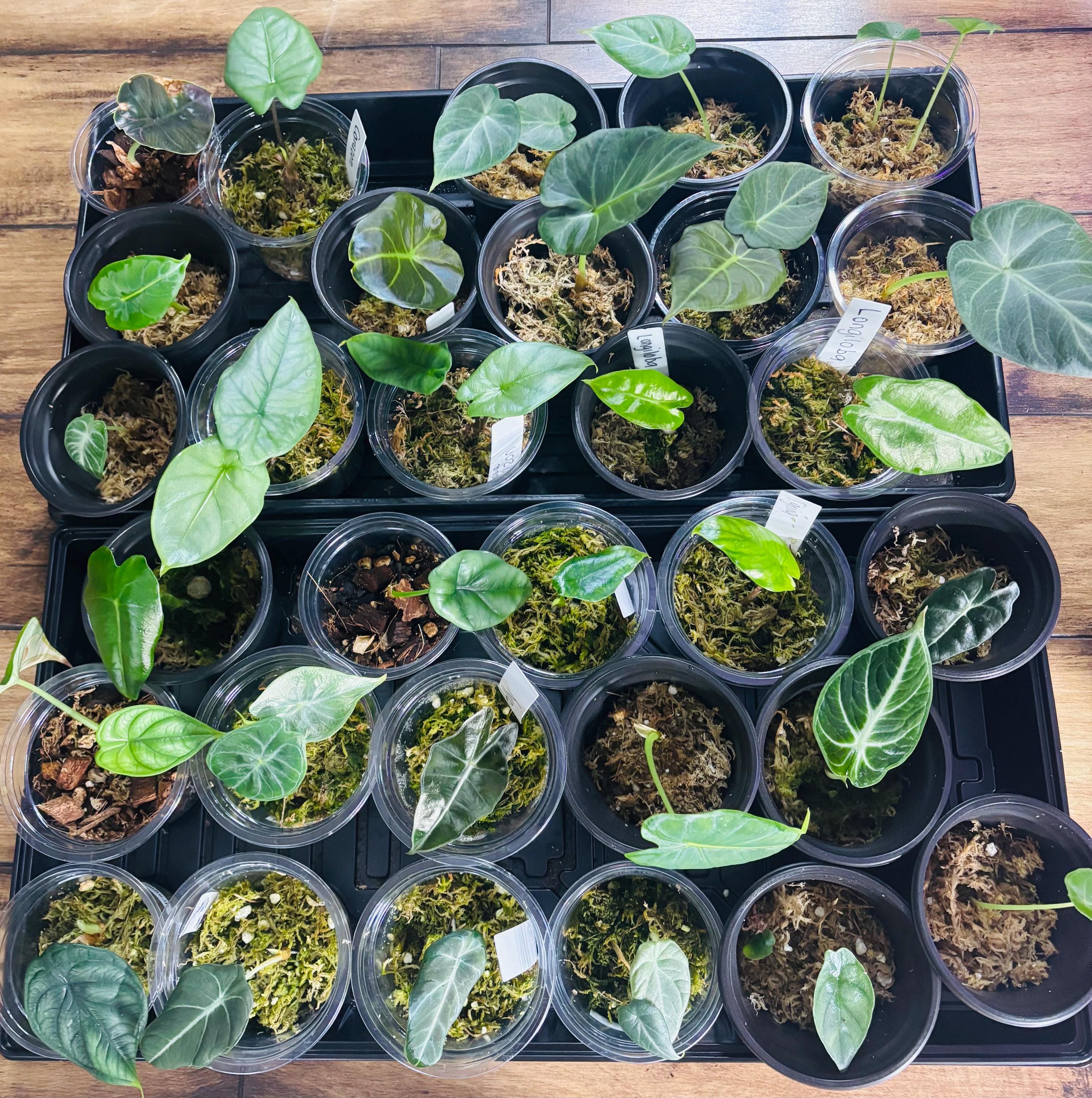 アロカシア・ロコ 10 本セット Alocasia loco - Etsy 日本