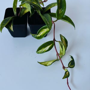 Hoya Carnosa