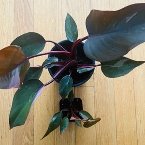 Philodendron pink princess