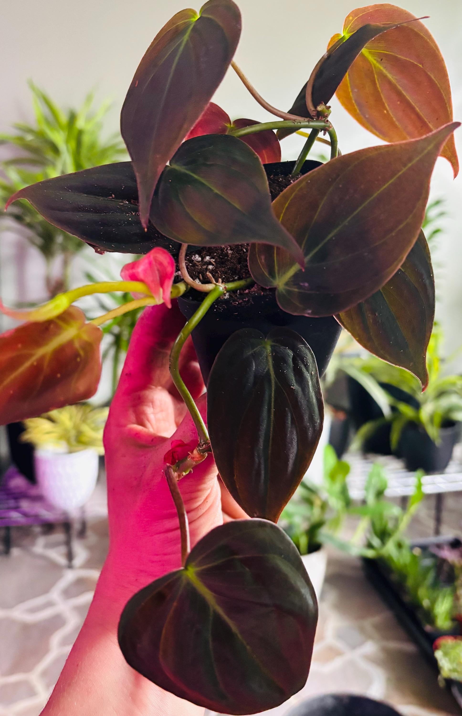 Philodendron Heterocraspedon - Etsy Canada