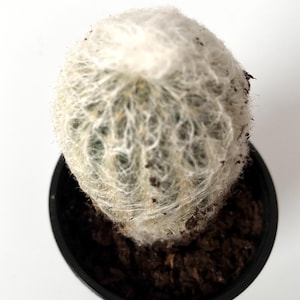 old man's head cactus