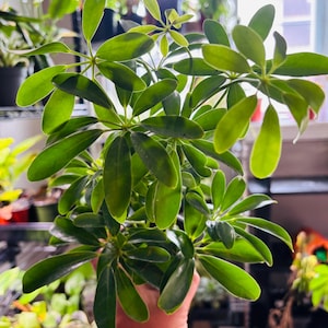 Schefflera arboricola (dwarf umbrella tree)