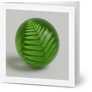 Fern Curl - Pack of 10 Greeting Cards