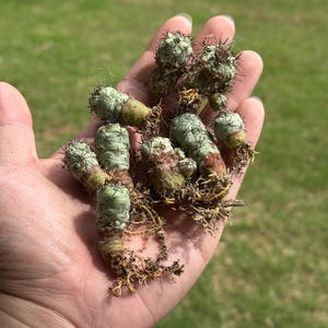 Ortegocactus Macdougallii (1 each) live plants rare cactus seed grown seedling succulents