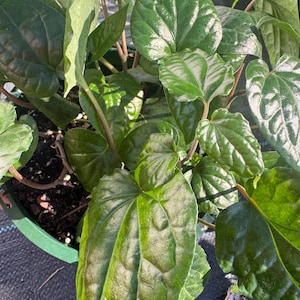 May include: A close-up shot of a potted plant with large, heart-shaped, dark green leaves. The leaves have prominent veins and a glossy texture, with some areas reflecting light. The plant is in a green pot, and the soil is visible.
