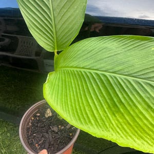 May include: A potted plant with large, vibrant green leaves. The leaves have prominent veining and a slightly textured surface. The pot is brown and filled with dark soil. The plant is outdoors, with a car visible in the background.