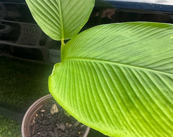 Guinea Arrowroot | Calathea allouia| Topi Tampo| Cay cu lun -live  plant 12-24 in high with 6&quot; pot. Non GMO, tropical plant zone 5-11