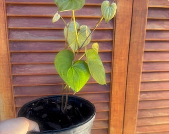 Rare Lesser yam | Dioscorea esculenta PLANT  -produce big tubes, taste delicious. Pls see 1st pictures for real. Tropical plant zone 9-12.