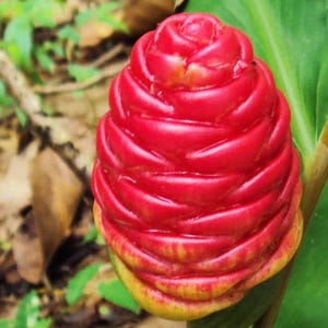 May include: A vibrant red ginger flower, with a layered, cone-like structure. The flower has a yellow-tinged base and is set against a backdrop of green leaves and stems, showcasing natural beauty.