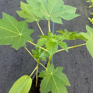 May include: A young castor bean plant in a small black pot. The plant has large, bright green, star-shaped leaves with prominent veins. The stems are yellow-green. The plant is set against a dark background.