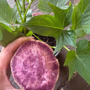 May include: A cross-section of a purple sweet potato held in a hand, revealing a vibrant interior. The potato is surrounded by green leaves and stems of a sweet potato plant, showcasing its fresh, natural origin. The image highlights the contrast between the purple root and the green foliage.