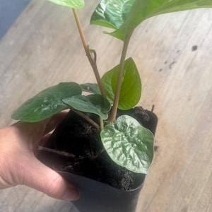 Plant with pot- Edible Indian Betel leaf aka Piper betel| pan pata-  ready for growing. Please see pictures for real