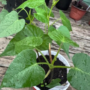 May include: A young green plant with heart-shaped leaves in a white and red plastic pot. The plant is surrounded by other potted plants on a wooden surface. The leaves have water droplets on them.