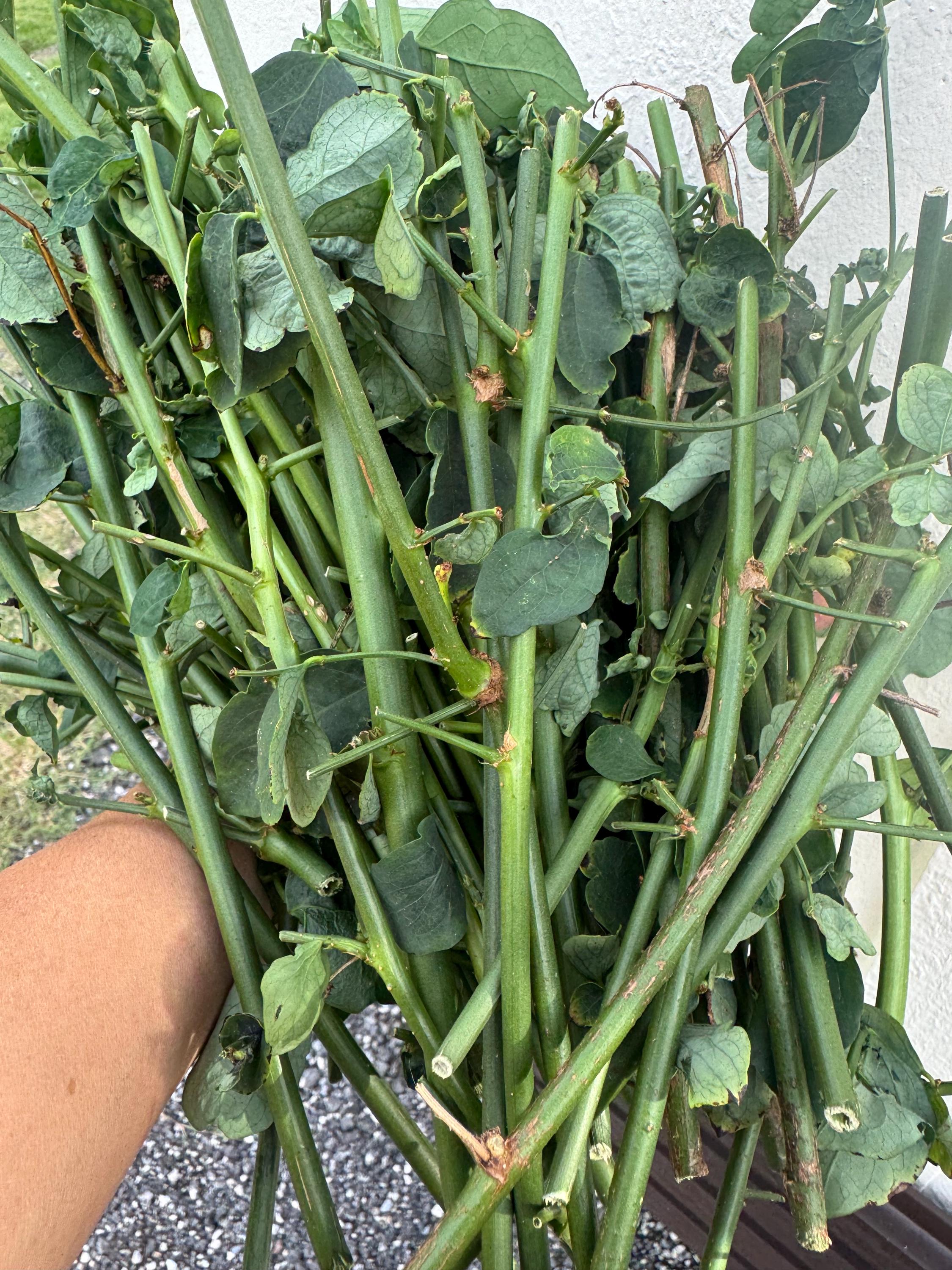 Katuk aka Sweetleaf | Rau Bo Ngot | Star Gooseberry- Unrooted Cuttings for growing - pack of 10