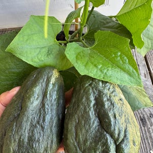 olivenbaum als zimmerpflanze Mini-Olivenbaum (Geschenk) kaufen