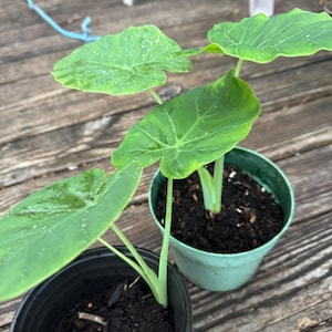 May include: Two potted Alocasia plants with large, green, heart-shaped leaves. One plant is in a black pot, the other in a light green pot. The plants are on a weathered wooden deck.