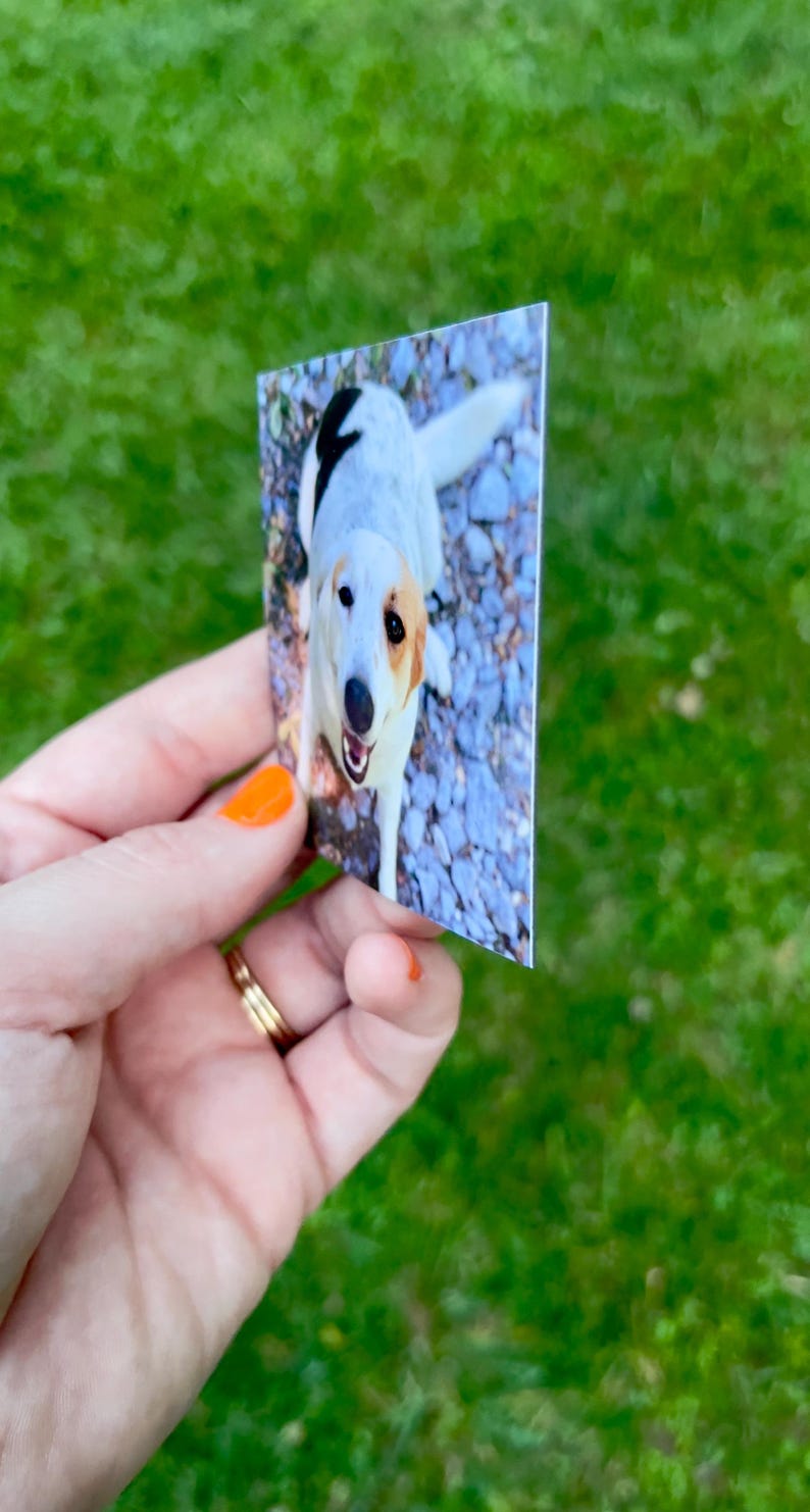 May include: A rectangular print featuring a dog with a white coat, black markings, and tan ears. The dog is looking up with its mouth open. The print is held against a background of green grass.