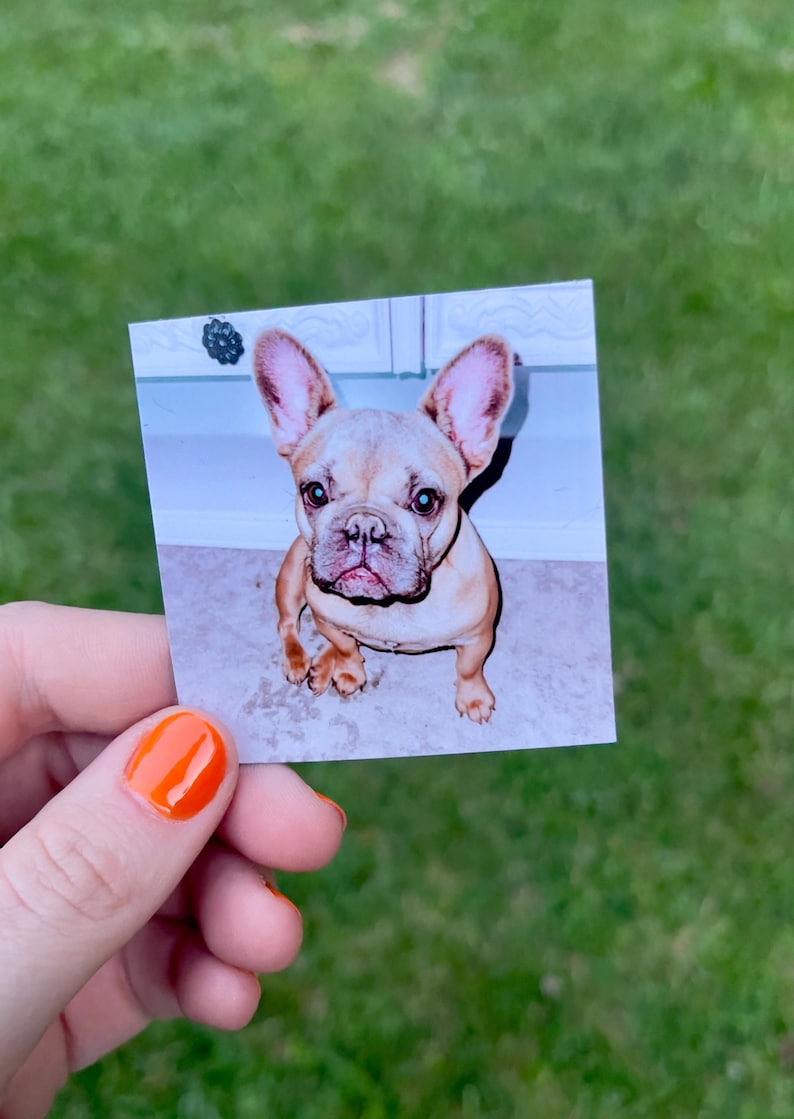 May include: A square photograph of a French Bulldog puppy with tan fur, pink ears, and a wrinkled face. The dog is sitting and looking directly at the camera. The background is a blurred interior.