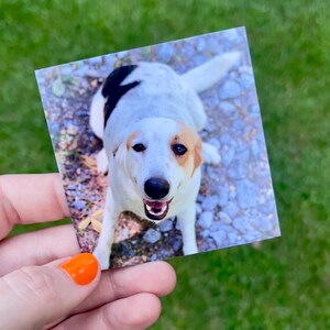 May include: A square photograph of a dog with white, black, and tan fur. The dog is lying down and looking up with its mouth open. The photo is being held by a hand with orange nail polish, with a green grassy background.