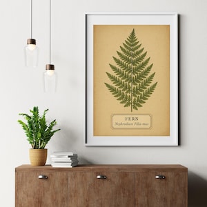 Vintage Fern Botanical Print – Digital Download | Antique Herbarium Wall Art (Nephrodium Filix-mas)