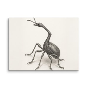 Giraffe Weevil Canvas Print | Cabinet of Curiosities | Detailed Insect Sketch | Vintage Entomology Art Description: