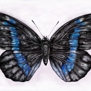 Opera d'arte originale creata digitalmente/tradizionale basata sulla farfalla Charaxes ochsenheimer del calzolaio reale