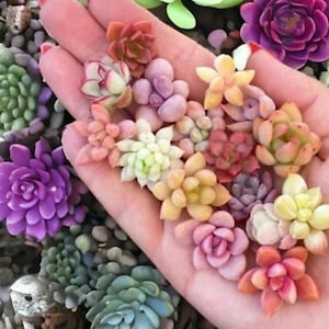 以下が含まれることがあります： 緑、ピンク、紫、黄色の様々な色の多肉植物。小さな植物は手で持たれており、背景には他の多肉植物があります。多肉植物はロゼット型をしています。