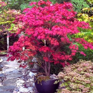 Arce japonés rojo – Acer palmatum ‘Atropurpureum’ Árbol ornamental para bonsái y plantación en jardín 25 semillas