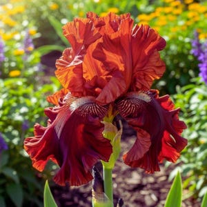 Könnte beinhalten: Nahaufnahme einer leuchtenden, tiefroten Irisblüte in voller Blüte. Die Blütenblätter haben eine gerüschte Textur und einen Farbverlauf von einem satten Burgunderrot zu einem helleren, sonnenbeschienenen Rot. Die Blume steht vor einem verschwommenen Hintergrund aus grünem Laub und anderen bunten Blumen.