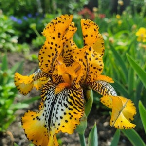 Peut inclure: Gros plan sur une fleur d'iris jaune vif avec des taches noires et des motifs rayés. Les pétales présentent un mélange de jaune, de noir et de blanc, créant un contraste saisissant. L'iris est en pleine floraison, révélant ses détails et textures.