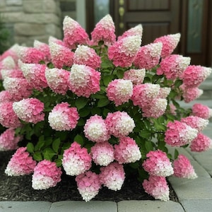 Puede incluir: Primer plano de un arbusto de hortensias con flores rosas y blancas. Las flores son una mezcla de rosa y blanco, con el rosa en la base y el blanco en las puntas. El arbusto tiene hojas verdes y está sobre un fondo neutro.