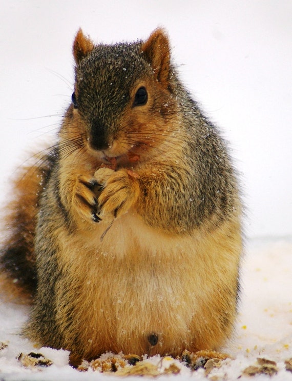 Winter Treats For Fat Squirrel At Bird Feeder 5x7 Fine Art Etsy